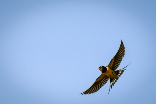 Swallows
